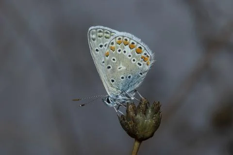 Common blue Foto stock