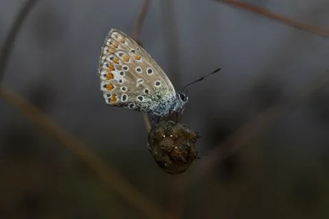 Common blue Stock Photos