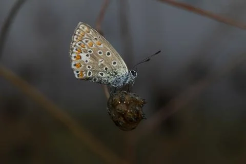 Common blue Foto stock