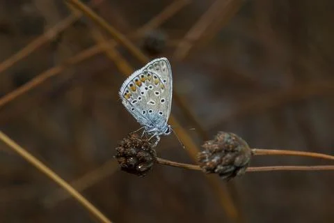 Common blue Stock Photos