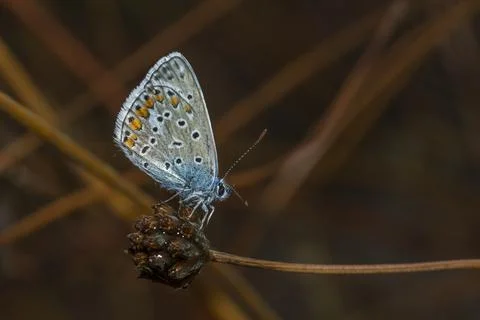 Common blue Stock Photos