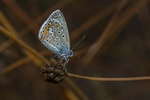Common blue Stock Photos