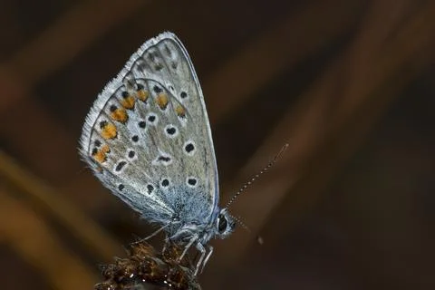 Common blue Stock Photos