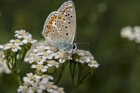 Common blue (Polyommatus icarus) in the autumn flowers. Stock Photos