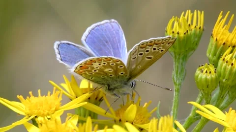 Common Blue - Polyommatus icarus Stock-Footage 138434616