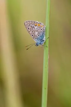 Common Blue - Polyommatus icarus 库存照片