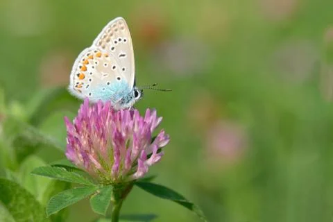 Common blue (Polyommatus icarus) Free Stock Photos