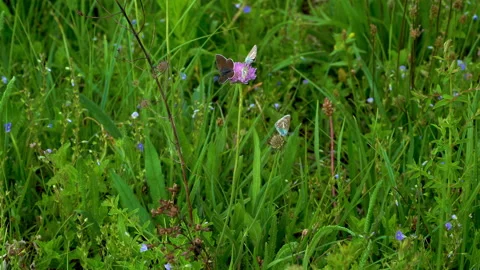 The Common Blue (Polyommatus icarus) is a small butterfly Stock Footage 133629320