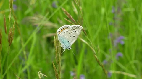 Common blue Polyommatus icarus, wild butterfly male detail macro, meadow Stock Footage 113684326