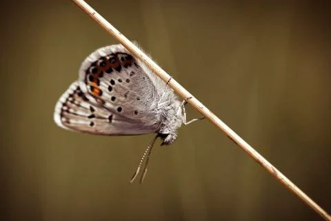 Common Blue - resting 库存照片