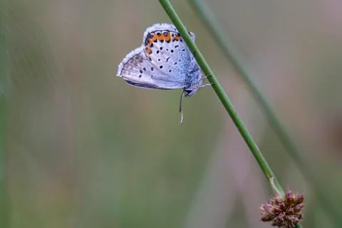 Common Blue in the resting position 库存照片