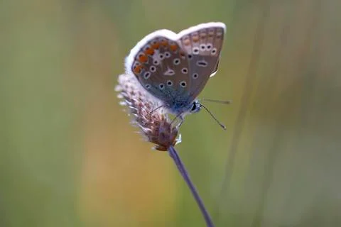 Common Blue in the resting position 库存照片