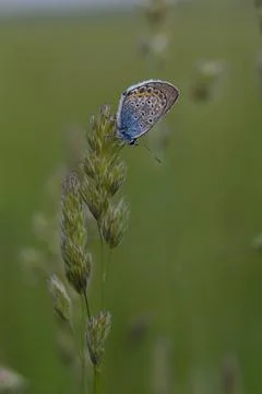 Common Blue small butterfly close up in nature Stock Photos