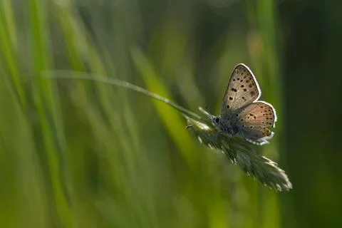 Common Blue small butterfly close up in nature Stock Photos