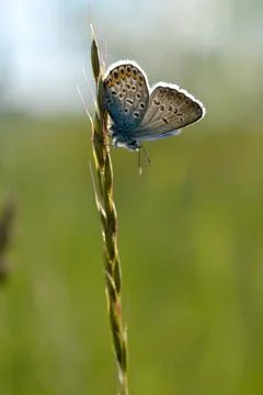 Common Blue small butterfly close up in nature Stock Photos