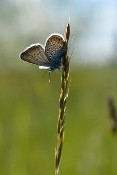 Common Blue small butterfly close up in nature Stock Photos