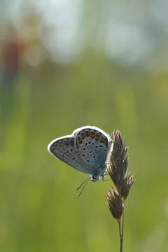 Common Blue small butterfly close up in nature Stock Photos