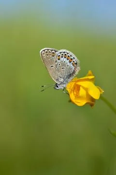 Common Blue small butterfly close up in nature Stock Photos