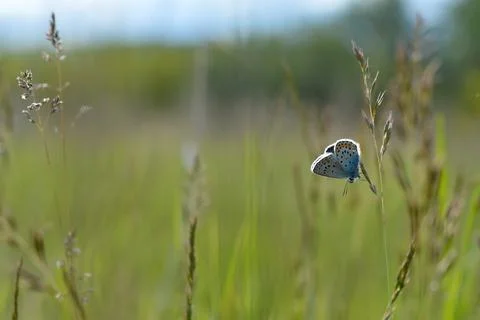 Common Blue small butterfly close up in nature Foto stock