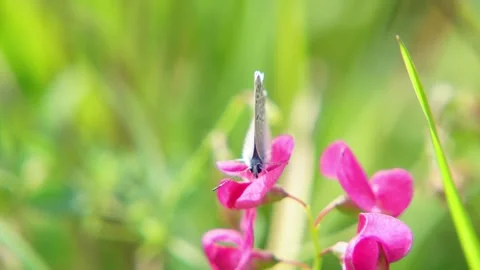 Common Blue on Summer Blossom Stock Footage 313934390