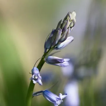 Common Bluebell flower macro Stock Photos