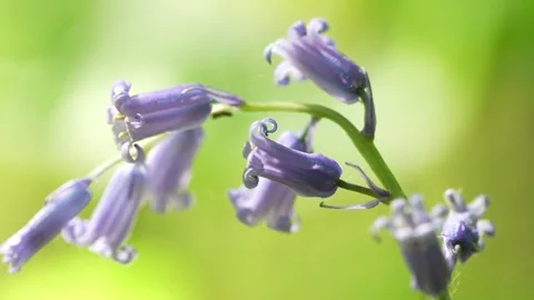 Common Bluebell Flowers In Full Bloom Against Green Bokeh Background, Spring Stock Footage 336465634