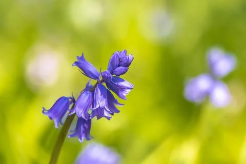 Common Bluebell, Hyacinthoides non-scripta, Stock Photos