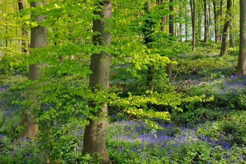 Common bluebell Hyacinthoides non scripta in the deciduous forest Germany Stock-Fotos