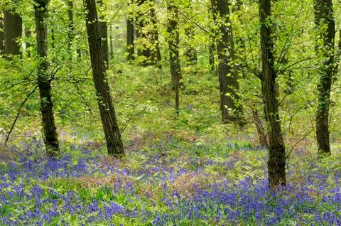 Common bluebell Hyacinthoides non scripta in the deciduous forest Germany Stock-Fotos