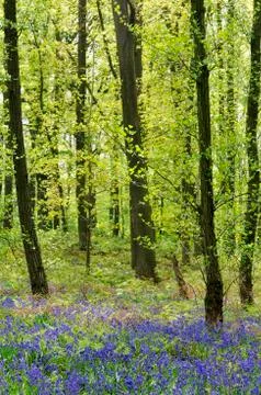 Common bluebell Hyacinthoides non scripta in the deciduous forest Germany Stock-Fotos