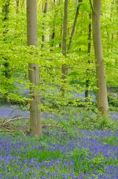Common bluebell Hyacinthoides non scripta in deciduous forest North Stock-Fotos
