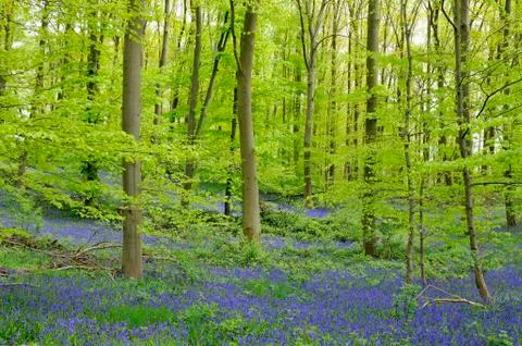 Common bluebell Hyacinthoides non scripta in deciduous forest North Stock-Fotos