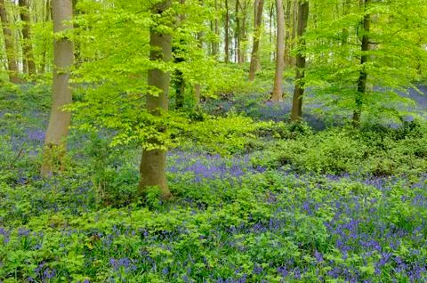 Common bluebell Hyacinthoides non scripta in deciduous forest North Stock-Fotos