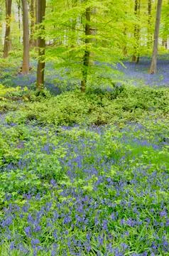 Common bluebell Hyacinthoides non scripta in deciduous forest North Stock-Fotos