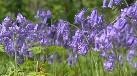 Common Bluebell, Scilla non-scripta in bloom - low angle clusters blue flowers Stock Footage 42750657