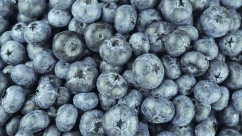 Common Blueberry A Type Of Deciduous Shrub. Stock-Footage 157628143