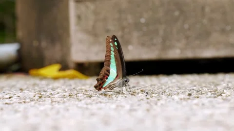 Common Bluebottle Butterfly Mud-Puddling on Gravel Ground Stock Footage 346550047