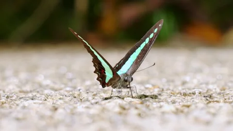 Common Bluebottle Butterfly Mud-Puddling and Shifting on Gravel Path Stock Footage 346550118