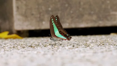 Common Bluebottle Butterfly Turning on Pebble Ground Stock Footage 346550082