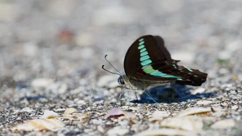 A Common Bluebottle drinking water Stock Footage 346228049