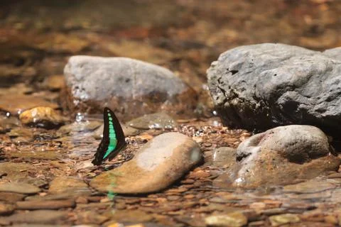 The common bluebottle Stock Photos
