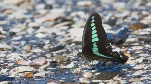 A Common Bluebottle puddling in japan Stock-Footage 346460009