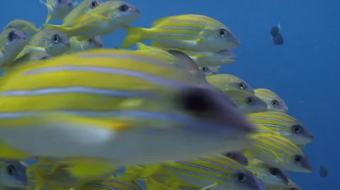 Common bluestripe snapper swimming on exposed seaward wall and plateau, Lutjanus Stock Footage 61937673