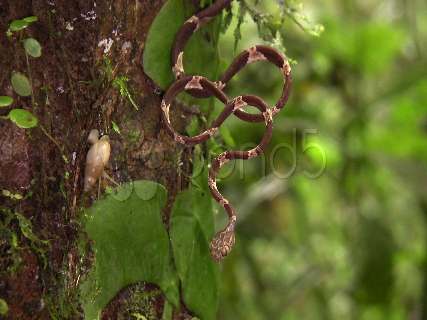 Common Blunt Headed Tree Snake Imantodes Cenchoa Clip 500427