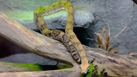 Common boa constrictor on tree branches  Stock Footage 272466853