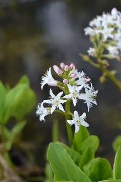 Common bogbean Stock Photos