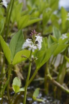 Common bogbean Stock Photos