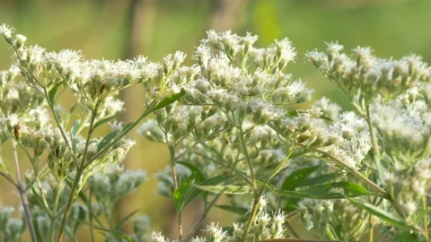 Common Boneset in the breeze Stock Footage 139893193
