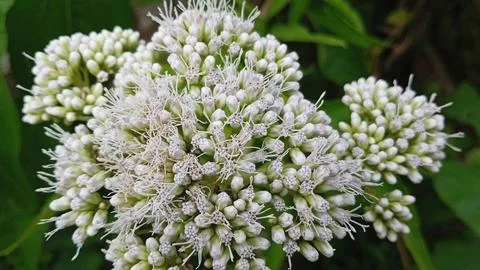 Common boneset flower Stock Photos