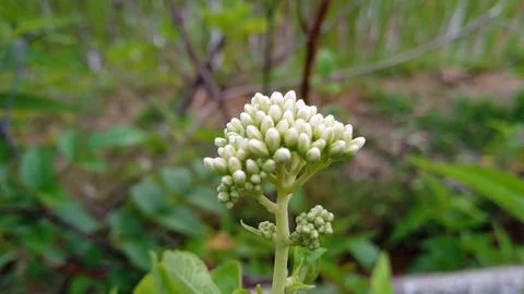  Common boneset plant  Stock Photos